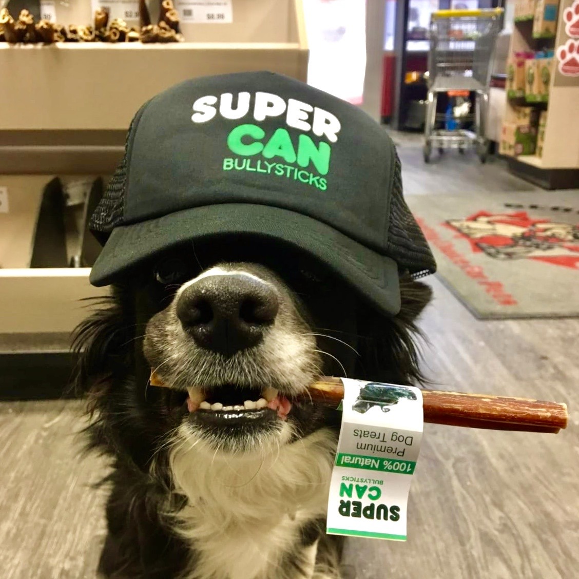 6" Jumbo Bully Sticks Wholesale | Case of 25 - Image 7