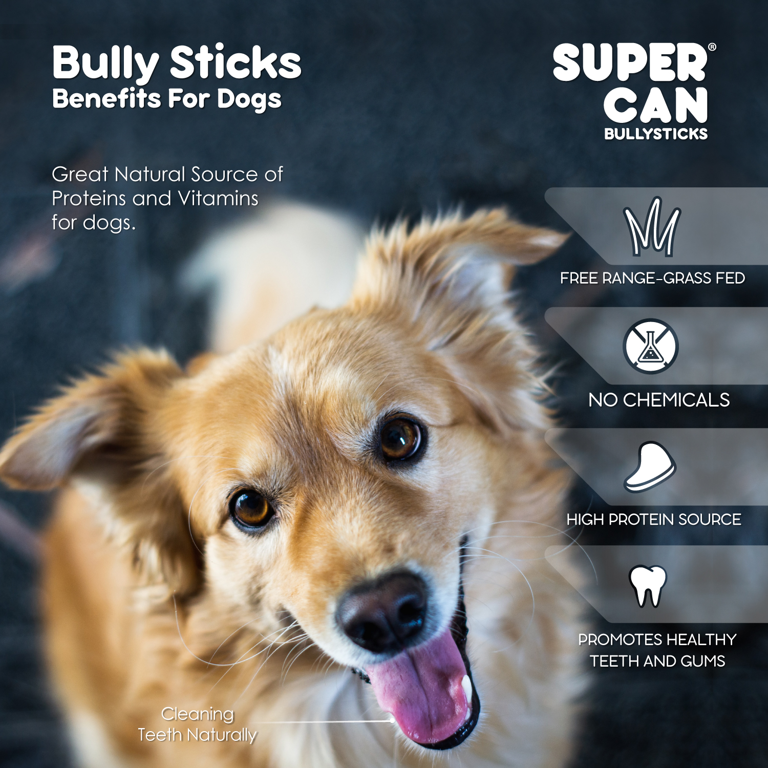 12" Braided Bully Sticks Wholesale | Case of 25 - Image 8