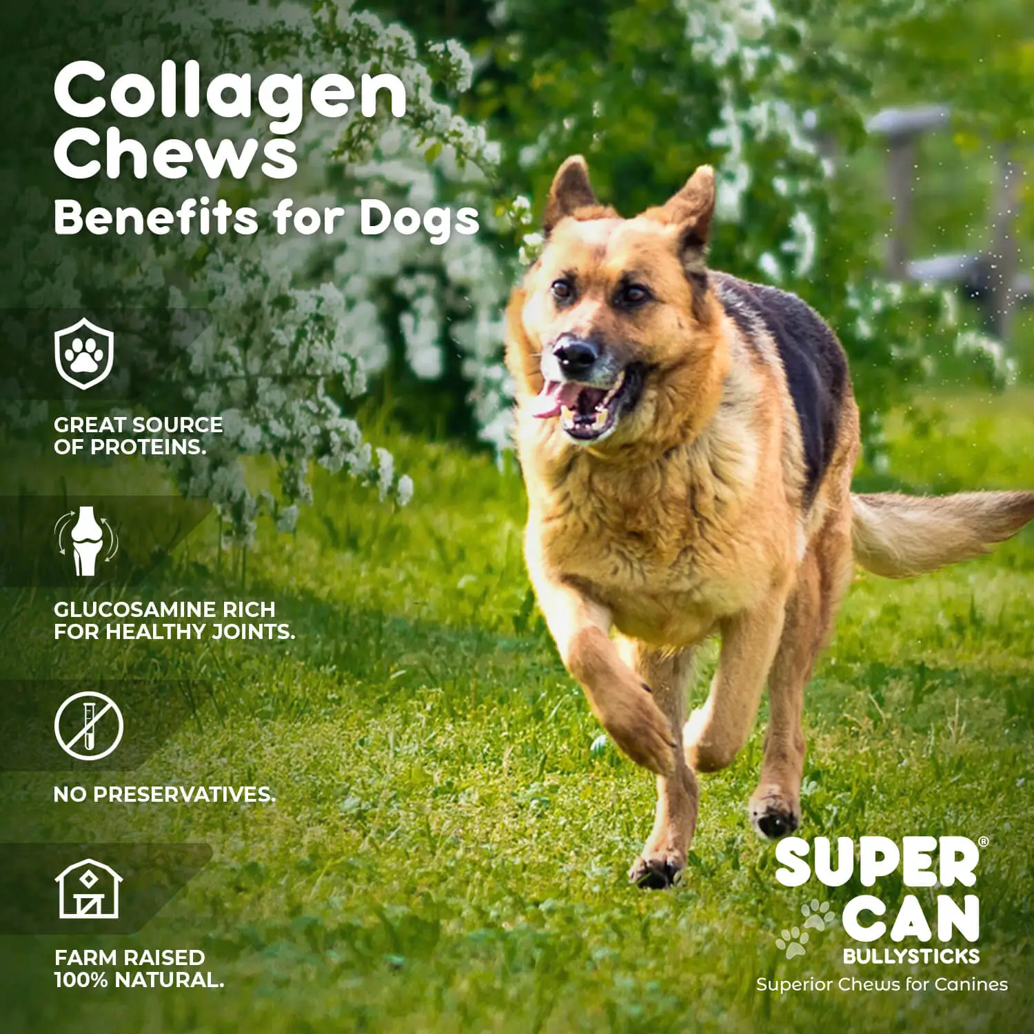 collagen sticks for dogs #1 American label